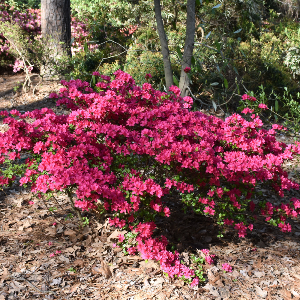Azalea – Girard’s Fuchsia – #2 Container